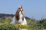 SHIH TZU 015